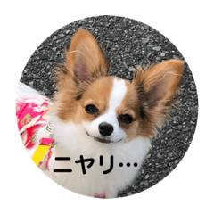 [LINEスタンプ] パピヨン  Nani