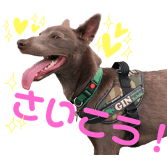 [LINEスタンプ] オーストラリアンケルピー銀3