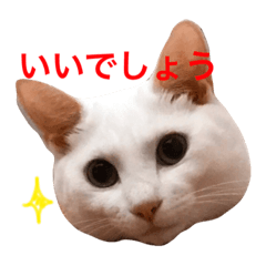 [LINEスタンプ] 白猫しらす。