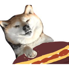 [LINEスタンプ] 柴犬-りんちゃん