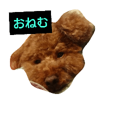 [LINEスタンプ] ぶさかわ プードル ジャックだよ