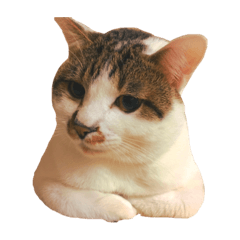 [LINEスタンプ] ブサ猫 ムギくん