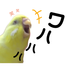 [LINEスタンプ] インコのサスケ君 其の三