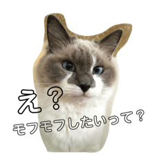 [LINEスタンプ] ラグドールとの暮らし