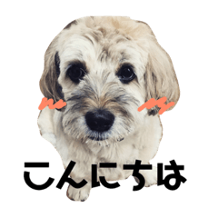 [LINEスタンプ] わんこ よく使うあいさつスタンプ