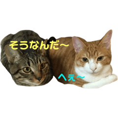 [LINEスタンプ] キジトラ猫と茶白猫の日常