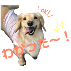 [LINEスタンプ] ミニチュアダックスフントさくら1