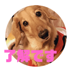[LINEスタンプ] ここちゃんリターンズ