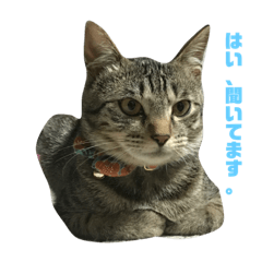 [LINEスタンプ] 齊藤家の猫会話
