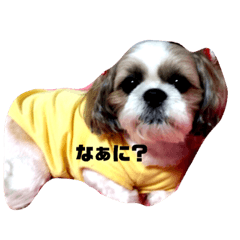 [LINEスタンプ] シーズーくるみちゃん