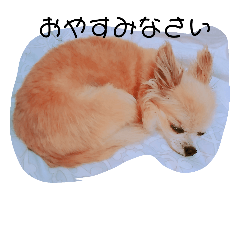 [LINEスタンプ] チワワのエルです