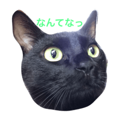 [LINEスタンプ] ねこちゃんたちの日常。。