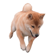 [LINEスタンプ] 柴犬カンタのスタンプ第二弾