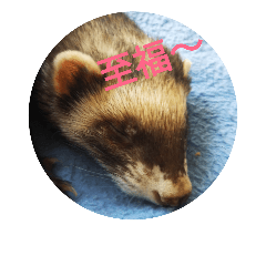 [LINEスタンプ] ニートのフェレット 2
