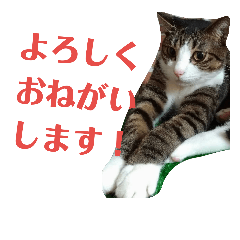 [LINEスタンプ] にゃんたくてぃっくフォーの挨拶
