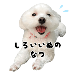 [LINEスタンプ] 白い犬の夏の画像（メイン）