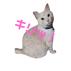 [LINEスタンプ] 僕、伯太郎