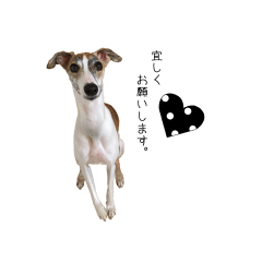 [LINEスタンプ] ウィペットの虎介