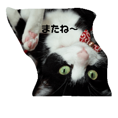 [LINEスタンプ] にゃおにゃお！！