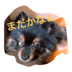 [LINEスタンプ] 黒ポメともぞうの日常❤︎