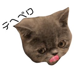 [LINEスタンプ] ポル坊