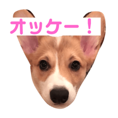 [LINEスタンプ] よっぴんちのレオン君