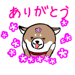 [LINEスタンプ] 豆柴あんず3