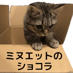 [LINEスタンプ] ミヌエットのショコラの子猫写真スタンプ5の画像（メイン）