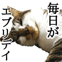 [LINEスタンプ] キジシロ猫サスケ【毎日使えるスタンプ】