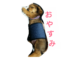 [LINEスタンプ] ちょこ2