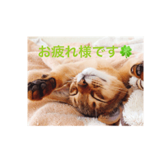 [LINEスタンプ] 猫写真スタンプ(ルル)