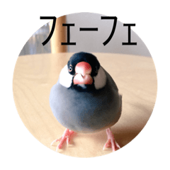 [LINEスタンプ] きみたろ文鳥