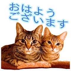 [LINEスタンプ] ミーさんクーさん