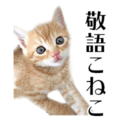 [LINEスタンプ] 敬語こねこ