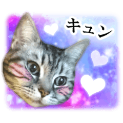 [LINEスタンプ] 宇宙柄のハイパー猫ちゃん★実写の画像（メイン）