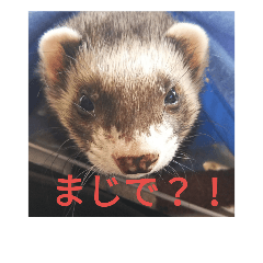 [LINEスタンプ] ニートのフェレット
