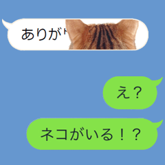 [LINEスタンプ] メッセージにちょっかいを出す猫の画像（メイン）