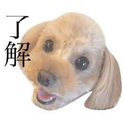 [LINEスタンプ] ちっぷ君の日常スタンプ