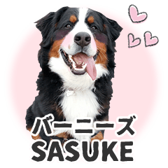 [LINEスタンプ] バーニーズ佐助の日常
