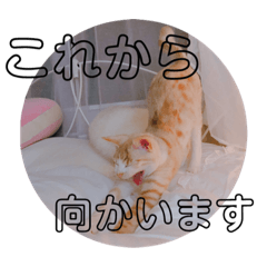 [LINEスタンプ] 子猫のロベ