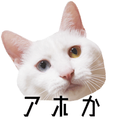 [LINEスタンプ] かわいい時々ウザい実写猫