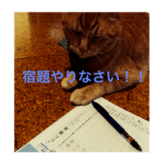 [LINEスタンプ] 茶トラ猫小梅