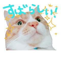 [LINEスタンプ] ねこのムーさん