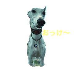 [LINEスタンプ] ウィペットリーヴァ