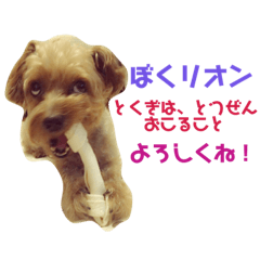 [LINEスタンプ] りおんの日常(Yorkie,poodle)