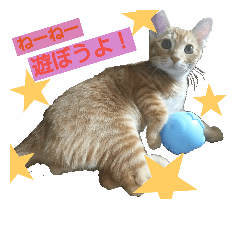 [LINEスタンプ] 毎日ネコと一緒 1