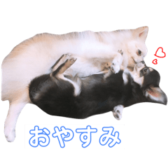 [LINEスタンプ] ポポ♡トト丸 日常会話 1