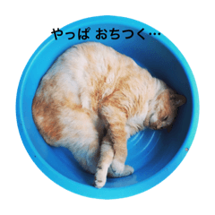 [LINEスタンプ] ころりん猫スタンプ