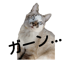 [LINEスタンプ] ねこの気ままな日常生活