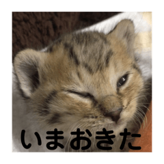 [LINEスタンプ] チョモ